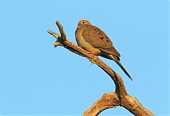 Mourning Dove